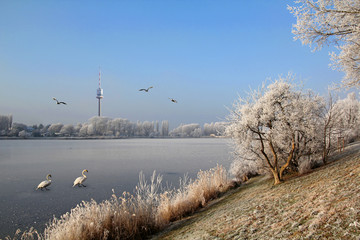 Schwäne spazieren auf der gefrorenen AltenDonau/Wien