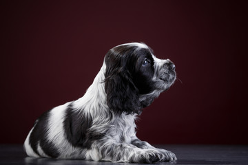 English Spaniel Puppy in black and white