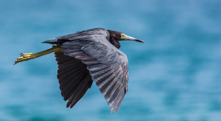 Garza Azul
