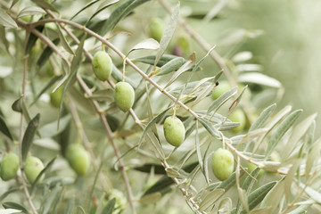Olive tree close up
