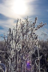 Field of grass covered with frost