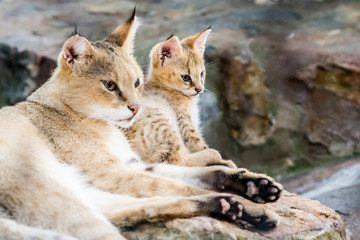 Obraz na płótnie Canvas Mom and cub lynx in zoo