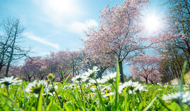Fr&uuml;hling, Gl&uuml;ck, Freude: G&auml;nsebl&uuml;mchen vor Japanischen Kirschbl&uuml;ten :)