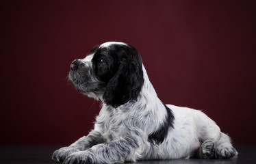 English Spaniel Puppy in black and white