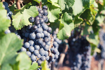 Fototapeta premium Vineyard. Ripe grapes before harvest in fall