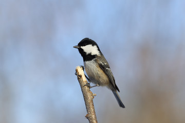 Naklejka premium Coal tit standing on the vertical branch
