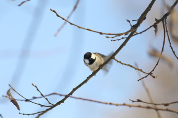 Coal tit , which after the flight, holds the balance to sit on the branch 