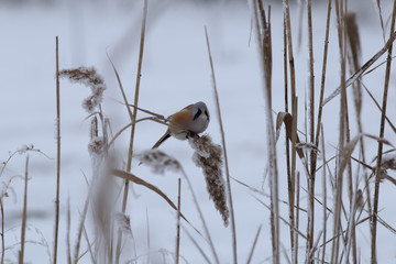 On the top tier sits the reeds bearded Tits..