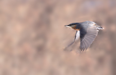 Flying nuthatch on blurred brown background