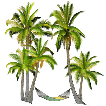 Palm trees with hammock.