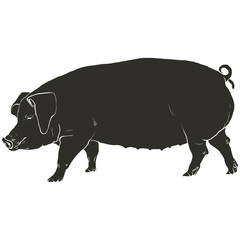 Template pig- black.