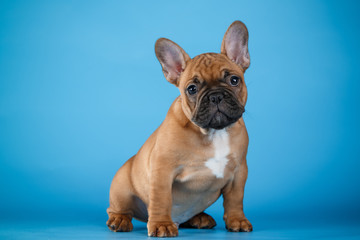 Puppy French bulldog beige