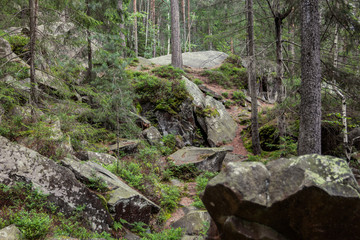 Wilderness landscape forest with pine trees and moss on rocks. B