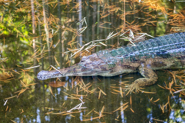 Awesome Gharial (Gavialis gangeticus), also knows as the gavial.
