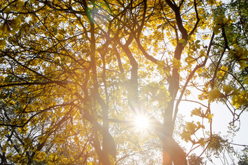 Obraz premium The canopy of tall trees framing a clear blue sky, with the sun shining through