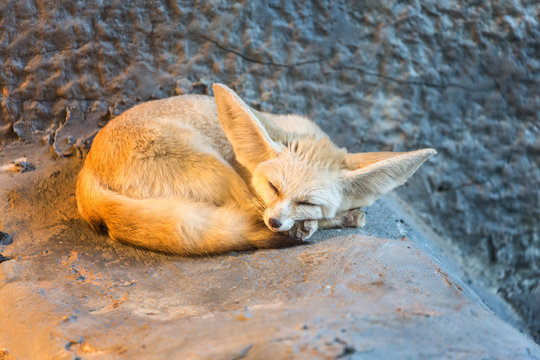 Fennec Fox Or Desert Fox With Big Ear