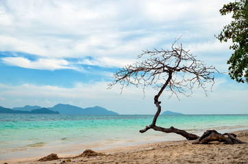 Beautiful beach with a tree on the island