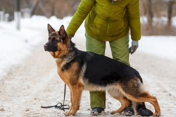 A closeup of a head of a German Shepherd dog