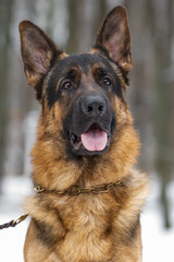 A closeup of a head of a German Shepherd dog