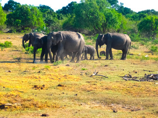 Fototapeta premium Sri lanka: group of elephants in Pinnawala