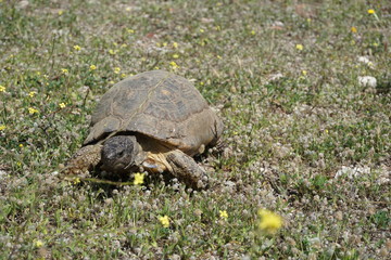 Schildkröte in Athen