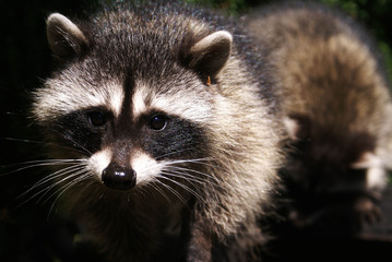 A close up of the face of a curious raccoon looking directly int