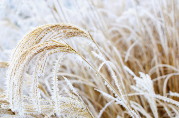 Raureif und Frost am Schilf beim Neusiedlersee
