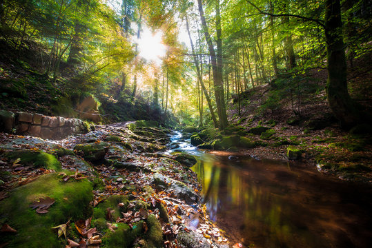 Paradies Schwarzwald