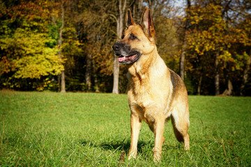 Goldener Herbstspaziergang