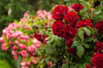 Outdoor-Kissen Red roses with buds on a background of a green bush. Red roses after rain.  © Viktoria