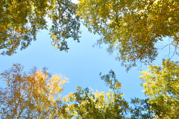 Autumn trees. Branches with green and yellow leaves illuminated by the sun. Against the background of the blue sky.