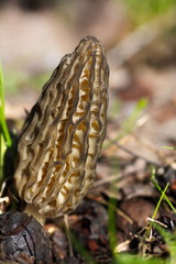 Closeup of a black morel, an edible mushroom, in spring grass and dry leaves