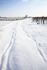 Spuren im Neuschnee zwischen den Weingärten