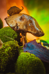 dark mushrooms on green moss with a wet hat
