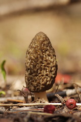 A black morel (Morchella elata), and edible mushroom, growing among dry leaves and crab apples on blurry brown backround