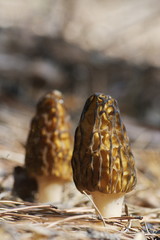 A selective focus shot of two black morels growing in pine forest among needles, on blurred brown background