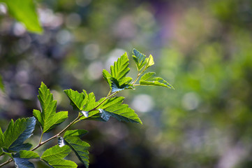 Branch with green leaves on a blurred background