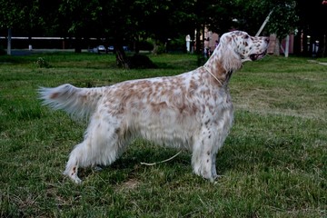 English setter stacking free, white big dog of hunting breed with long hair and brown spots on...