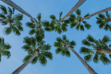 Group of Palm Trees