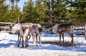 Reindeer with big horns in the park during winter period