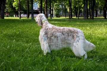 English setter -  purebred white furry dog with brown spots isolated summer green grass