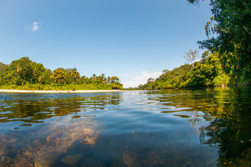 rio palomino dans la jungle