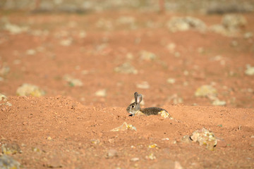 Rabbit in the field.