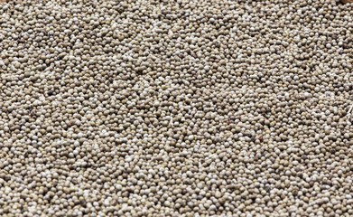 Pepper texture, picture taken in Kampot