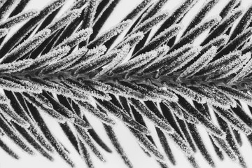 black and white macro photo spruce branches covered with ice crystals closeup, shallow depth of field