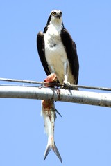 Osprey