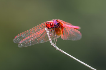 Beautiful dragonfly on branch with green background.