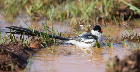 Pin-tailed Whydah washing in a pool of brown water