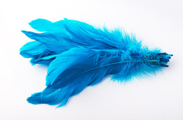 Exotic blue bird feathers isolated on white background