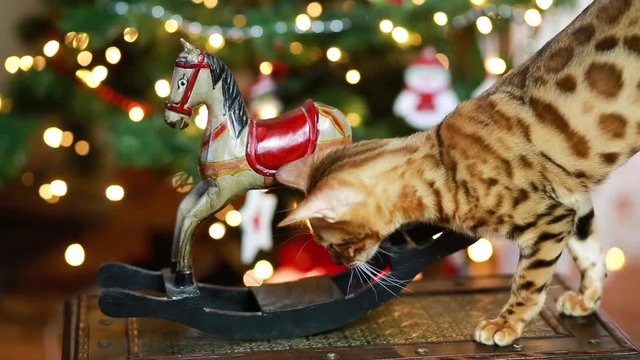 bangal cat christmas decoration